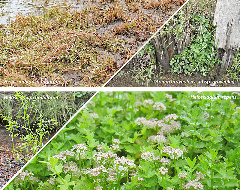 Wild celery species in Germany (Photos: M. Bönisch, JKI; U. Meyer-Spethmann; I. Mewis, HU Berlin; T. Herden (BG Uni Osnabrück))