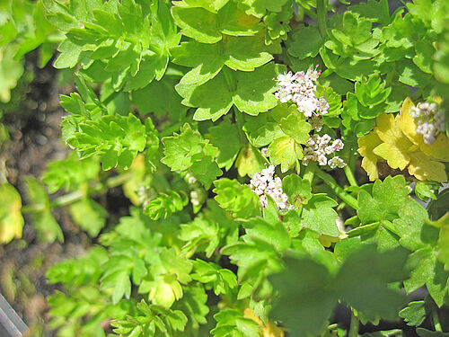 Helosciadium repens, (Photo: T. Herden)