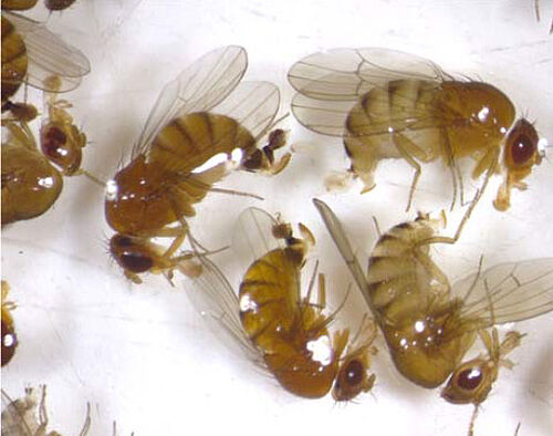 Weibchen von D. suzukii (2x links) und D. immigrans (2x rechts) © Dr. Heidrun Vogt, JKI Dossenheim