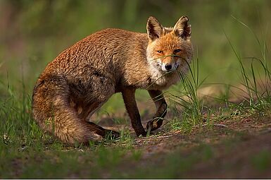 Rotfuchs (Vulpes vulpes) © Martin Mecnarowoski (Wikipedia)