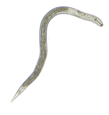Nematoden sind winzige Fadenwürmer. ©JKI