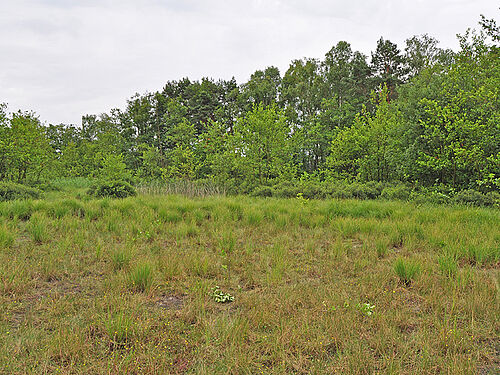 Location of Helosciadium inundatum in Niedersachsen, (Photo: L. Frese)