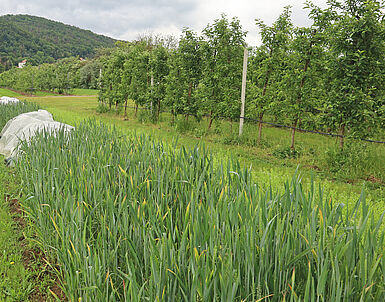 Offene Nützlingszucht (Foto © R. Häuser/JKI)