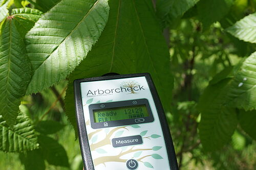 Chlorophyllfluoreszenz-Messung mit dem Arborcheck. © Vera Hörmann, JKI