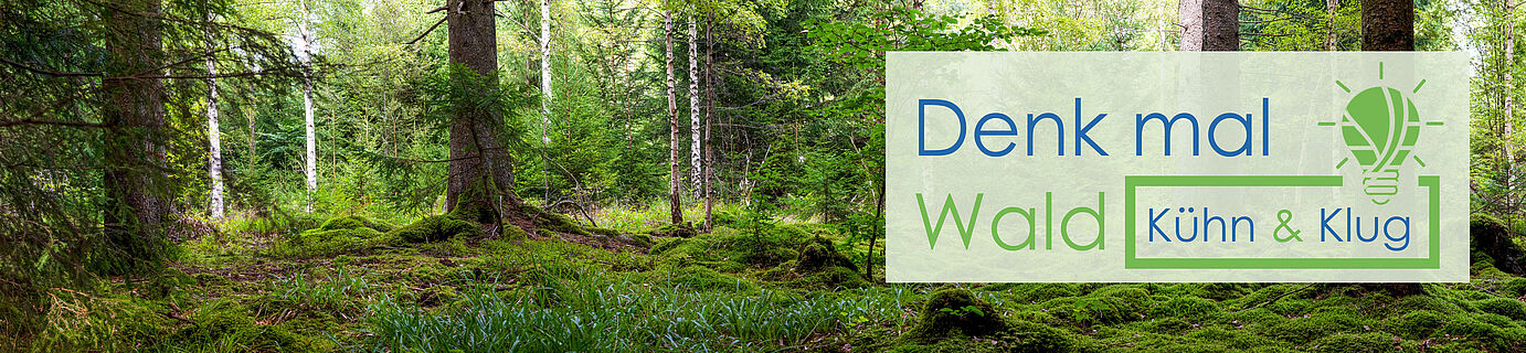 Panoramic wallpaper background of forest (Black Forest) Landscape panorama - Mixed forest with birch, beech and fir trees, lush green moss and grass