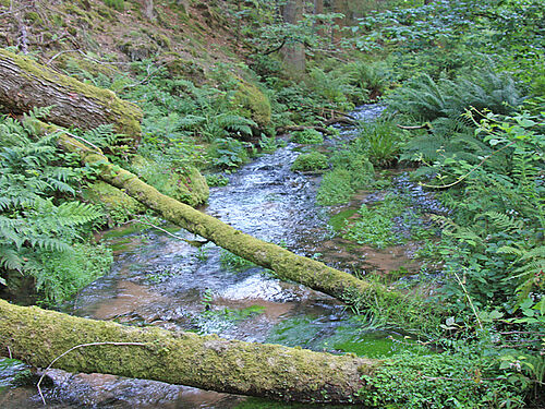 Location of Helosciadium nodiflorum in the Palatinate Forest, (Photo: M. Zander)