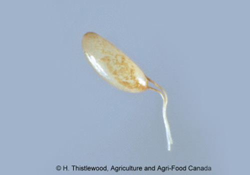 Abb.1: Ei mit charakteristischen Atemanhängen