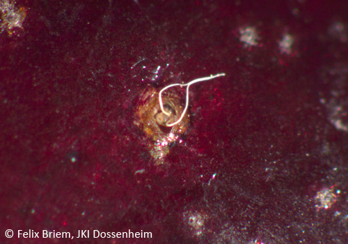 Abb.2: Atemanhänge der Eier aus Kirsche herausragend