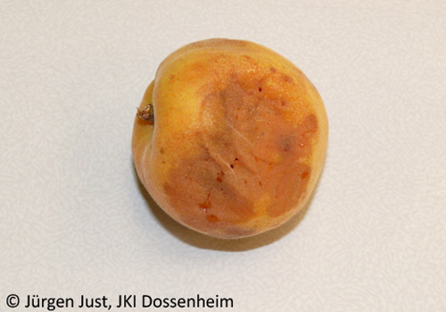 Schäden an Aprikose