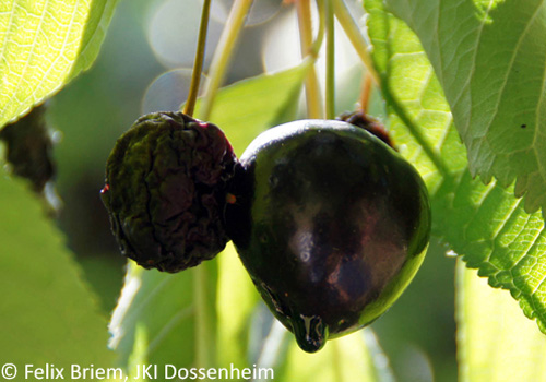 Befallene Kirschen (Hedelfinger)
