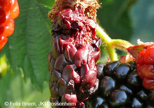 Befall an Brombeere