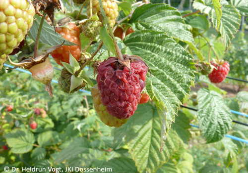 Befallene Himbeeren
