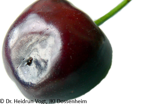 Befallende Kirsche (Burlat)