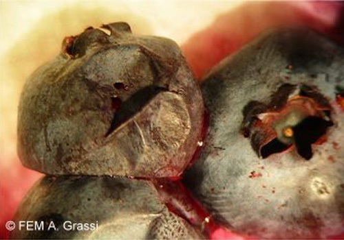 Schäden an Heidelbeeren