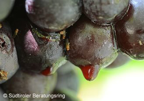 Schäden an Weintrauben