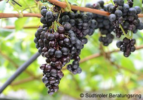Schäden an Weintrauben