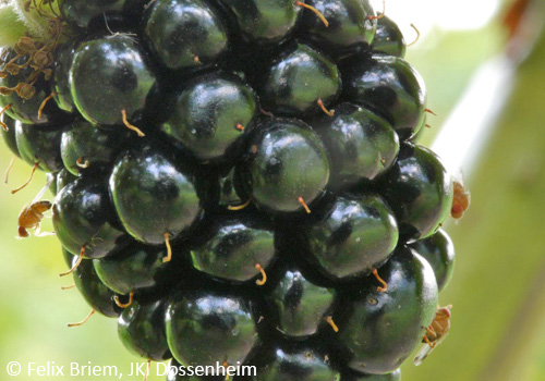 Drosophila suzukii auf Brombeere